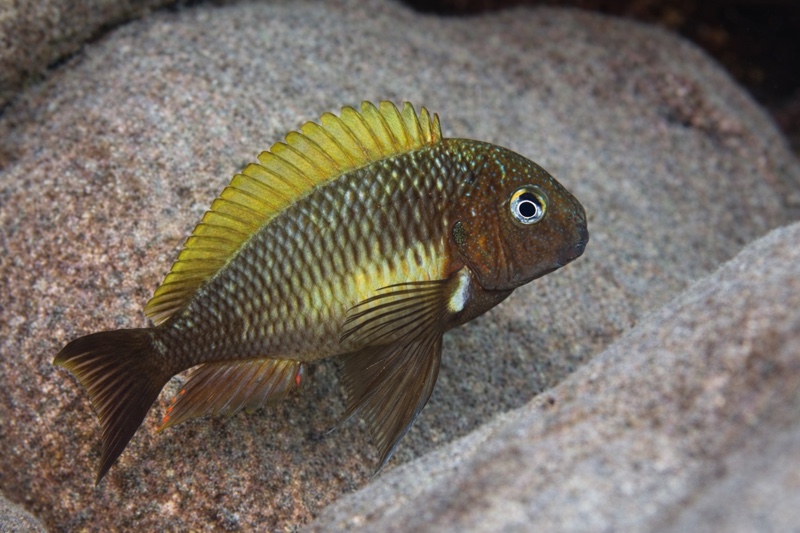 Tropheus moorii 'Cape Nambeyeye'